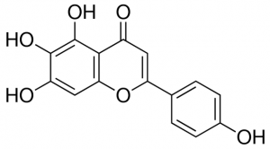 Scutellarein 