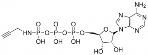 -[(Propargyl)-imido]-ATP sodium salt 808512-1MG