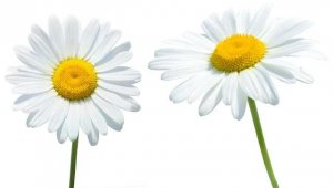 Roman chamomile oil 