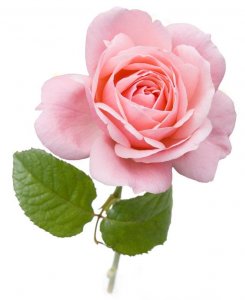 Rose oil, Bulgarian 