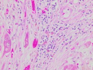 Hematoxylin Solution, Gill No. 2 GHS232-1L