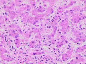 Hematoxylin Solution, Gill No. 3 GHS3128-4L