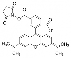 6-Carboxy-tetramethylrhodamine N-succinimidyl ester 