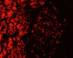 AFB-Fluor phenol-free 