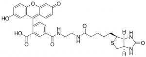Biotin-4-Fluorescein 