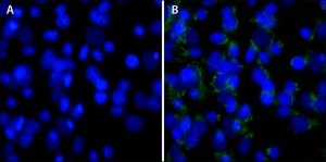 DAPI, dilactate 