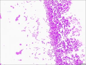 Gram stain for films HT90A-1KT