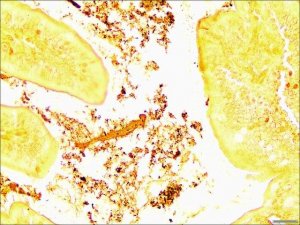 Helicobacter TISSUE-TROL Control Slides 