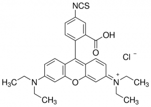 Rhodamine B isothiocyanate 