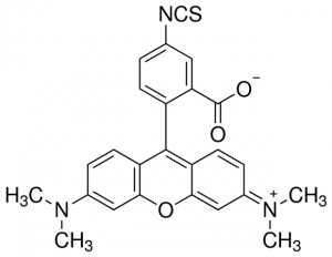 Tetramethylrhodamine-5-isothiocyanate 