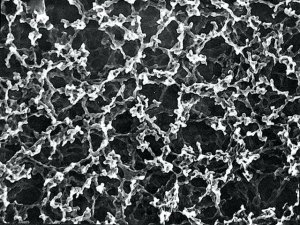 Whatman nitrocellulose membrane filters WHA10400012