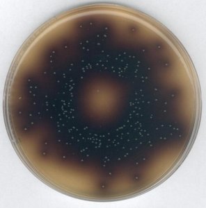 Bile Aesculin Azide Agar, acc. to ISO 7899-2 