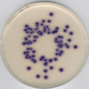 Chromocult Coliform Agar 