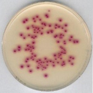 Chromocult Coliform Agar 