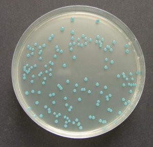 ChromoCult Listeria agar (base) acc. OTTAVIANI and AGOSTI 