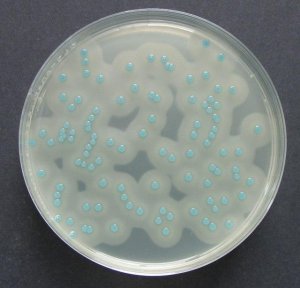 ChromoCult Listeria agar (base) acc. OTTAVIANI and AGOSTI 
