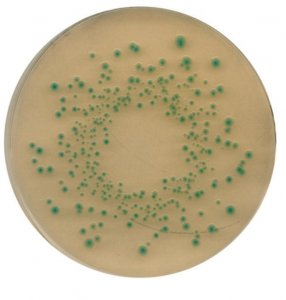 Chromocult Tryptone Bile X-glucuronide agar 