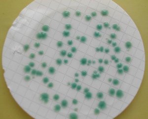 CP ChromoSelect Agar 