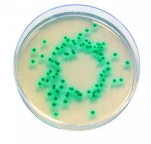 Enterobacter Sakazakii Agar 