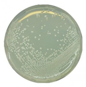 GranuCult BAT agar 