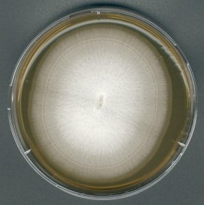 GranuCult Malt extract agar 