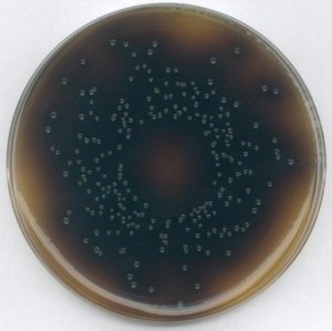 GranuCult Oxford Agar (Base) 