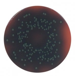 GranuCult PALCAM agar (Base) 