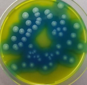 GranuCult PEMBA (Polymyxin Pyruvate Egg yolk Mannitol Bromothymolblue Agar) (base) 1205890500