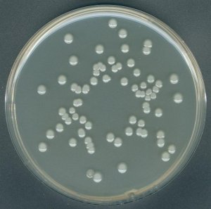 GranuCult Plate Count agar 