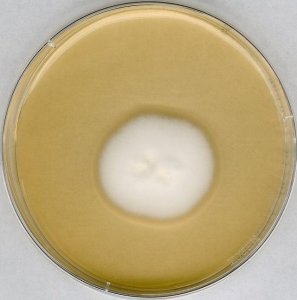GranuCult SABOURAUD 4% dextrose agar 