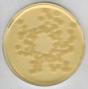 GranuCult Tryptic Soy agar 