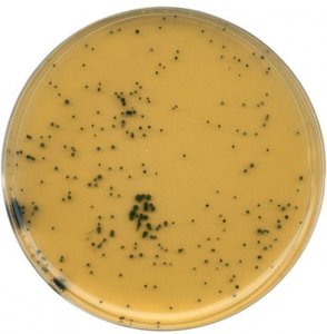 GranuCult Tryptose sulfite cycloserine agar (base) 