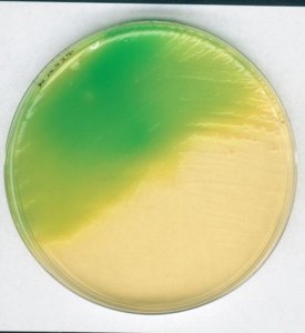 Letheen-Agar Base modified 