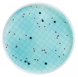 m-ColiBlue24 Broth M00PMCB24