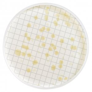 m-Heterotrophic Plate Count Broth MHA000P2S