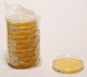 Malt Extract Agar 