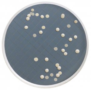 Milliflex Cassette prefilled with Sabouraud Dextrose Agar MXSMCSD48