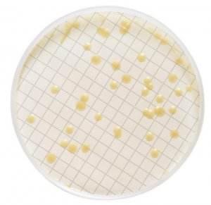 Milliflex Cassette prefilled with Tryptic Soy Agar MXSMCTS48