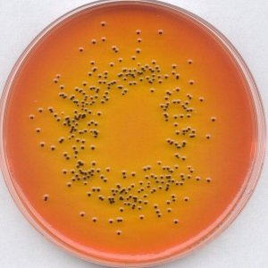 Rappaport-Vassiliadis Salmonella Enrichment Broth (acc. harm. EP/USP/JP) 