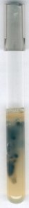 Sulfite iron agar (base) 