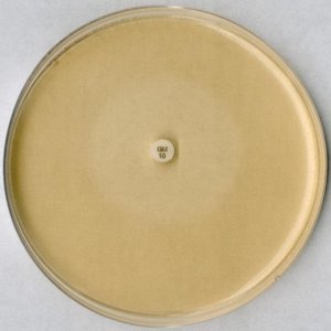 Test agar pH 8.0 for the inhibitor test 