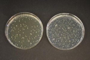 TOS-Propionate Agar (Base) 