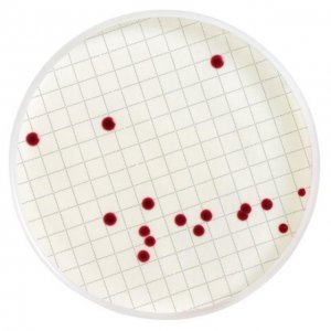 Tryptone Glucose Extract Broth with TTC MHA00P2TT