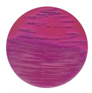 VRB (Violet Red Bile Lactose)-MUG agar 