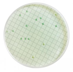 Wallerstein Differential Broth MHA000P2D