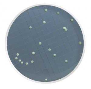 Wallerstein Nutrient Broth MHA000P2N