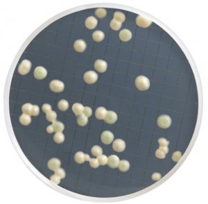 Yeast and Mold Selective Broth MHA00P2SM