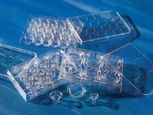 Corning Costar Transwell cell culture inserts 