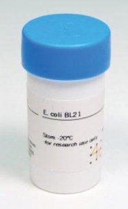 E. coli BL21 GE27-1542-01