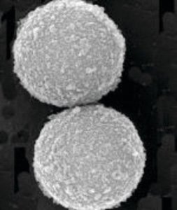 SpeedBeads magnetic carboxylate modified particles GE65152105050350